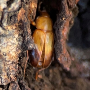 Phyllotocus macleayi at Casey, ACT - 27 Apr 2024