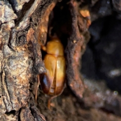 Phyllotocus macleayi at Casey, ACT - 27 Apr 2024 01:03 PM