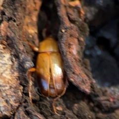 Phyllotocus macleayi at Casey, ACT - 27 Apr 2024 01:03 PM