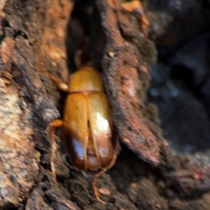 Phyllotocus macleayi at Casey, ACT - 27 Apr 2024