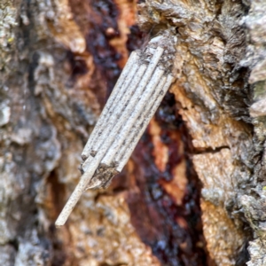 Clania ignobilis (Faggot Case Moth) at Casey, ACT by Hejor1