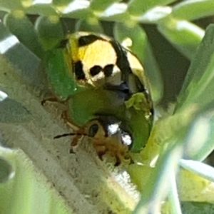 Peltoschema hamadryas (Hamadryas leaf beetle) at Casey, ACT by Hejor1