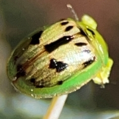 Peltoschema hamadryas at Casey, ACT - 27 Apr 2024