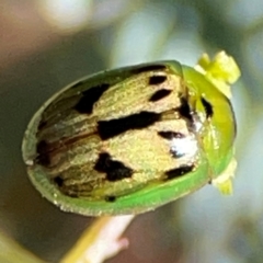 Peltoschema hamadryas at Casey, ACT - 27 Apr 2024