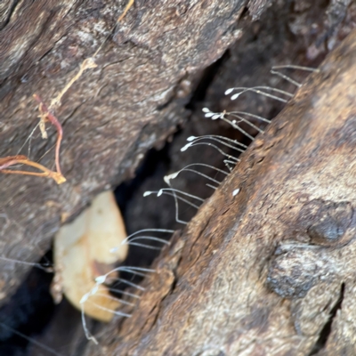 Neuroptera (order) (Unidentified lacewing) at Casey, ACT - 27 Apr 2024 by Hejor1