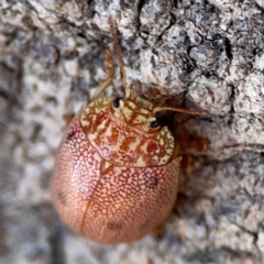 Paropsis atomaria at Casey, ACT - 27 Apr 2024 by Hejor1