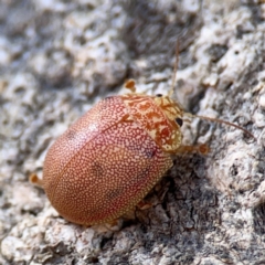 Paropsis atomaria at Casey, ACT - 27 Apr 2024