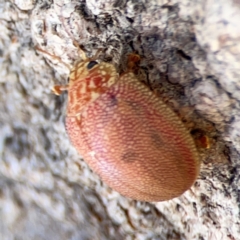 Paropsis atomaria at Casey, ACT - 27 Apr 2024