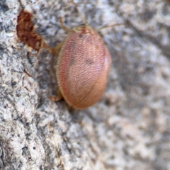 Paropsis atomaria at Casey, ACT - 27 Apr 2024