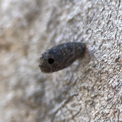 Cryptocephalinae (sub-family) (A case-bearing leaf beetle) at Casey, ACT - 27 Apr 2024 by Hejor1