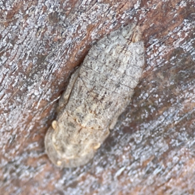 Ledromorpha planirostris (A leafhopper) at Casey, ACT - 27 Apr 2024 by Hejor1