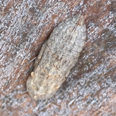 Ledromorpha planirostris (A leafhopper) at Casey, ACT - 27 Apr 2024 by Hejor1