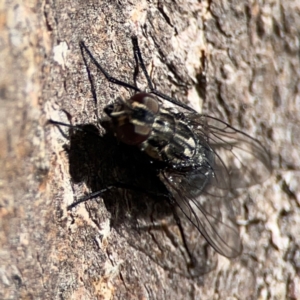 MUSCOIDEA (superfamily) at Casey, ACT - 27 Apr 2024