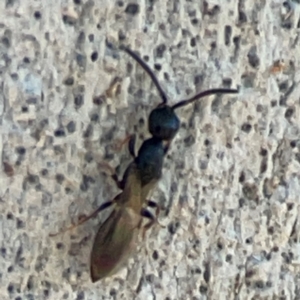 Bethylidae (family) at Casey, ACT - 27 Apr 2024 12:31 PM