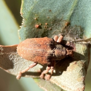 Gonipterus sp. (genus) at Casey, ACT - 27 Apr 2024