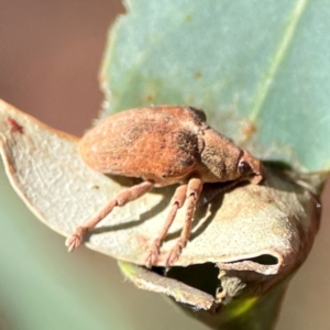 Gonipterus sp. (genus) at Casey, ACT - 27 Apr 2024