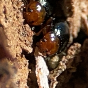 Chrysomelidae sp. (family) at Casey, ACT - 27 Apr 2024