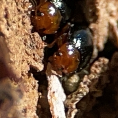 Chrysomelidae sp. (family) (Unidentified Leaf Beetle) at Casey, ACT - 27 Apr 2024 by Hejor1