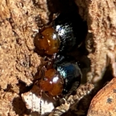 Chrysomelidae sp. (family) at Casey, ACT - 27 Apr 2024