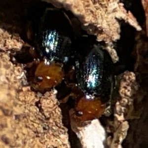 Chrysomelidae sp. (family) at Casey, ACT - 27 Apr 2024