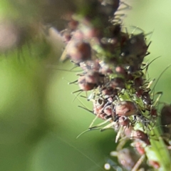 Macrosiphum rosae at Casey, ACT - 27 Apr 2024