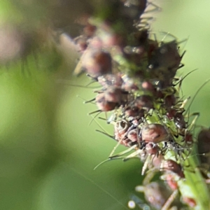 Macrosiphum rosae at Casey, ACT - 27 Apr 2024