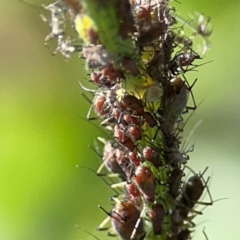 Macrosiphum rosae at Casey, ACT - 27 Apr 2024