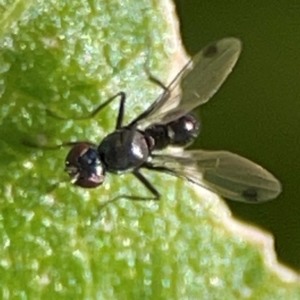 Parapalaeosepsis plebeia at Casey, ACT - 27 Apr 2024