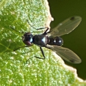 Parapalaeosepsis plebeia at Casey, ACT - 27 Apr 2024