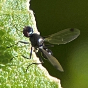 Parapalaeosepsis plebeia at Casey, ACT - 27 Apr 2024