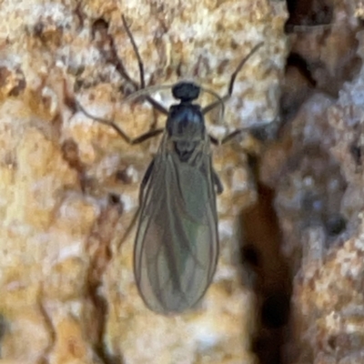 Bibionomorpha (infraorder) (Unidentified Gnat, Gall Midge or March Fly) at Casey, ACT - 27 Apr 2024 by Hejor1