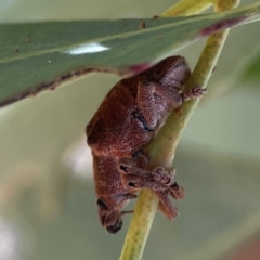 Gonipterus sp. (genus) (Eucalyptus Weevil) at Casey, ACT - 27 Apr 2024 by Hejor1