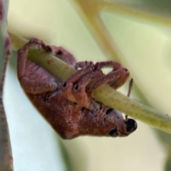 Gonipterus sp. (genus) at Casey, ACT - 27 Apr 2024