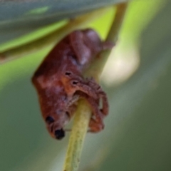 Gonipterus sp. (genus) at Casey, ACT - 27 Apr 2024