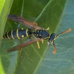 Polistes (Polistes) chinensis (Asian paper wasp) at Casey, ACT by Hejor1