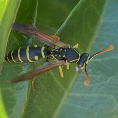 Polistes (Polistes) chinensis (Asian paper wasp) at Casey, ACT - 27 Apr 2024 by Hejor1