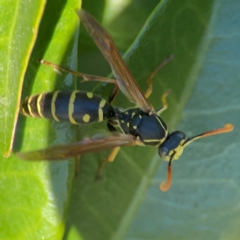 Polistes (Polistes) chinensis at Casey, ACT - 27 Apr 2024 12:10 PM