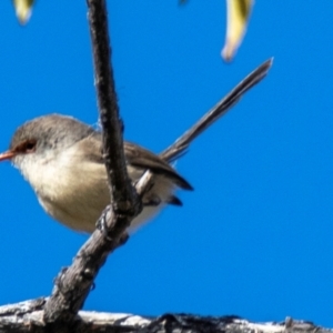 Malurus assimilis at Wilcannia, NSW - 30 Jul 2022