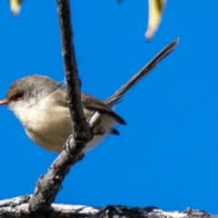 Malurus assimilis (Purple-backed Fairywren) at Wilcannia, NSW - 30 Jul 2022 by Petesteamer