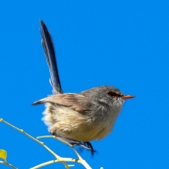 Malurus assimilis at Wilcannia, NSW - 30 Jul 2022