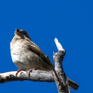 Passer domesticus at Wilcannia, NSW - 30 Jul 2022