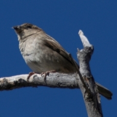 Passer domesticus at Wilcannia, NSW - 30 Jul 2022 02:13 PM
