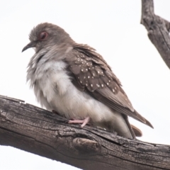 Geopelia cuneata (Diamond Dove) at White Cliffs, NSW - 31 Jul 2022 by Petesteamer