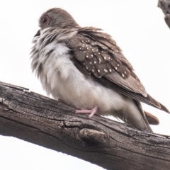 Geopelia cuneata at White Cliffs, NSW - 31 Jul 2022 10:20 AM