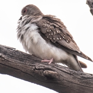 Geopelia cuneata at White Cliffs, NSW - 31 Jul 2022 10:20 AM