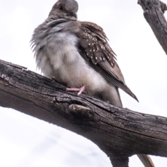 Geopelia cuneata at White Cliffs, NSW - 31 Jul 2022 10:20 AM