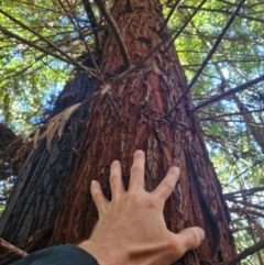 Sequoiadendron giganteum (Giant Sequoia, Giant Redwood) at Lower Cotter Catchment - 27 Apr 2024 by Jackserbatoioactgov
