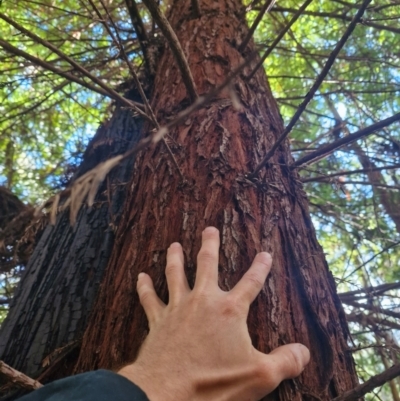 Sequoiadendron giganteum at Lower Cotter Catchment - 27 Apr 2024 by Jackserbatoioactgov