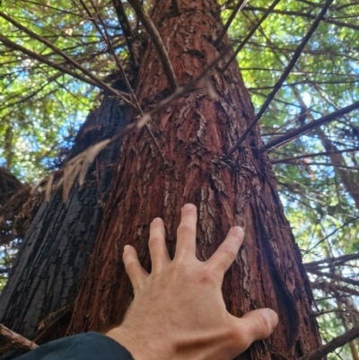 Sequoiadendron giganteum at Uriarra Village, ACT - 27 Apr 2024 by Jackserbatoioactgov