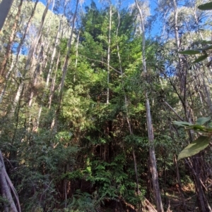 Sequoiadendron giganteum at Lower Cotter Catchment - 27 Apr 2024